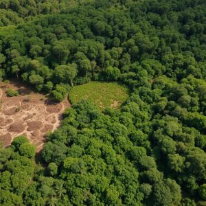 Área de Manejo Florestal Sustentável na Amazônia brasileira com técnicos realizando inventário florestal