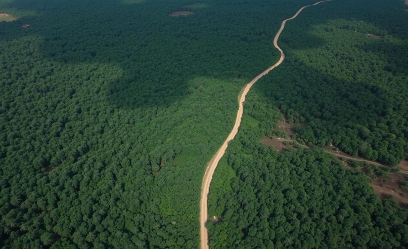 Desmatamento e Extração de Madeira na Amazônia: Uma Crise Ambiental e Social