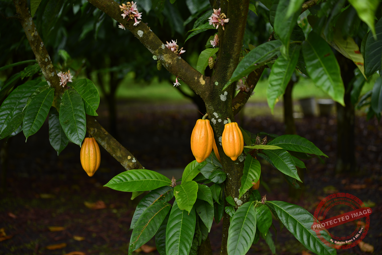 Estudo sobre a Produção de Cupuaçu no Pará