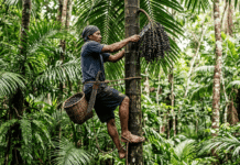 Ouro Roxo: A Fascinante Metamorfose do Açaí do Pará para o Mundo