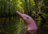 A lenda o Boto Cor de Rosa da Amazônia