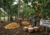 Égua da Produção de Cacau! O Pará tá Estourado, mas cadê o Chocolate, Parente?