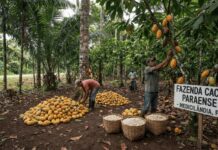 Égua da Produção de Cacau! O Pará tá Estourado, mas cadê o Chocolate, Parente?